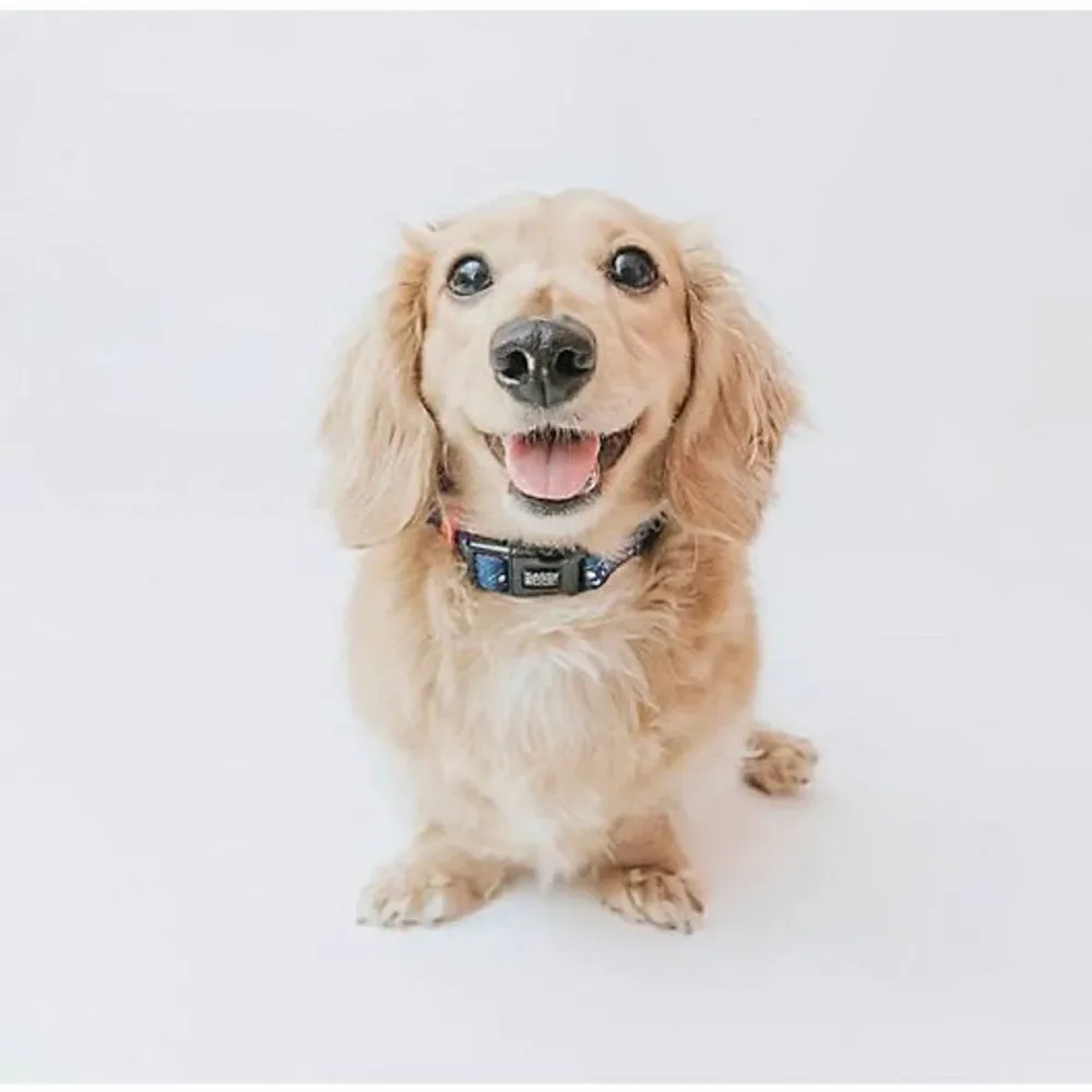 Disney Mickey Mouse Pet Collar
